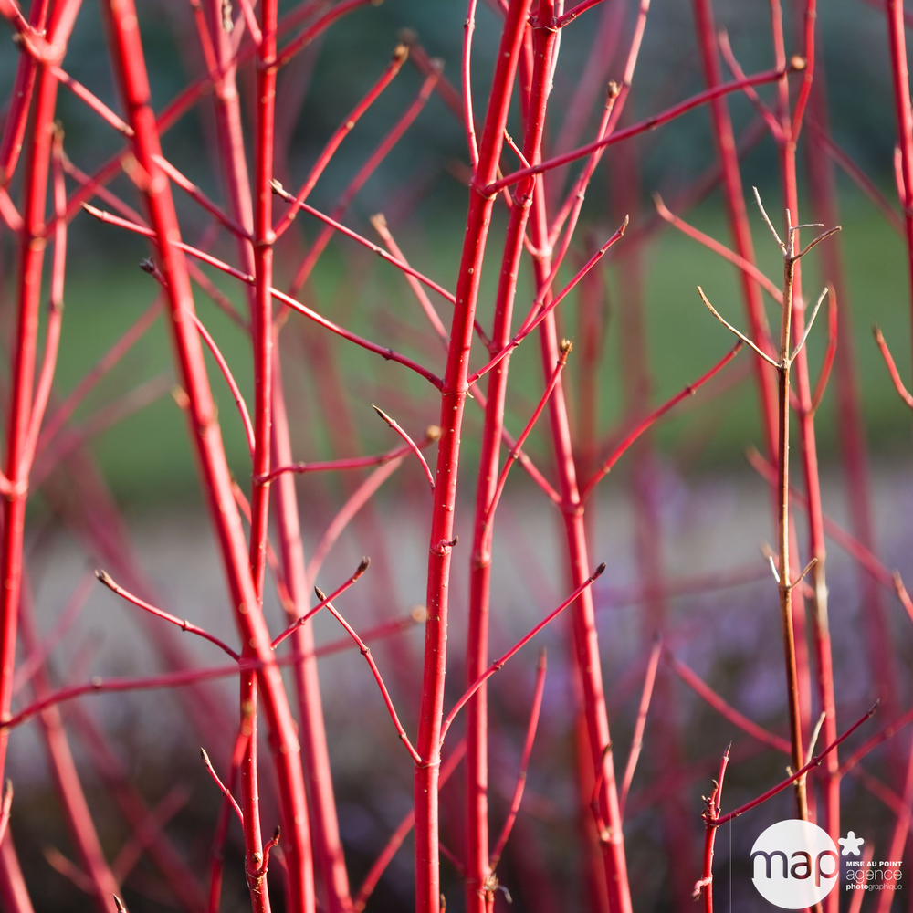 Cornus alba ' Baton Rouge ® ' : ctr 4 litres