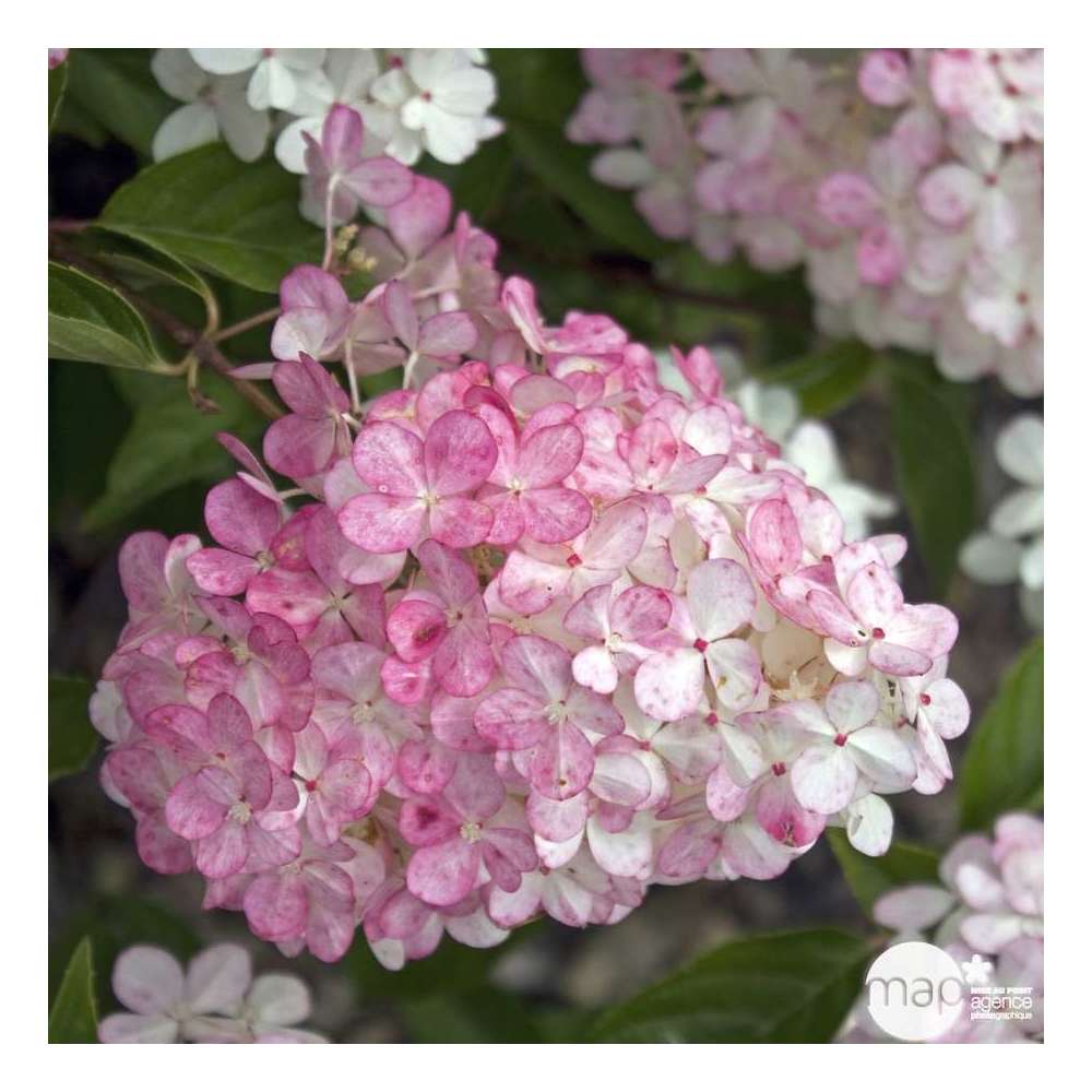 Hydrangea paniculata 'Vanille Fraise®' : Conteneur de 10 Litres Touffe