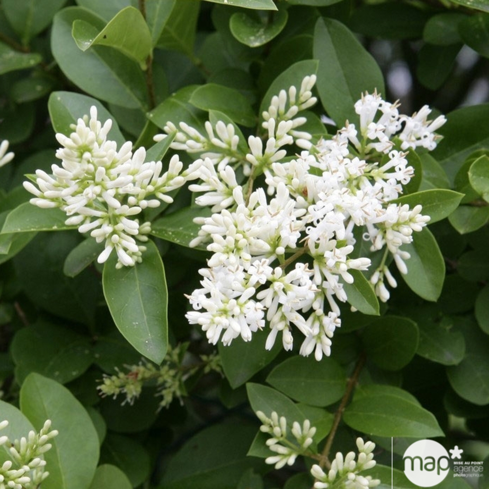 Ligustrum ovalifolium :H 80/100 cm ctr 4 litres