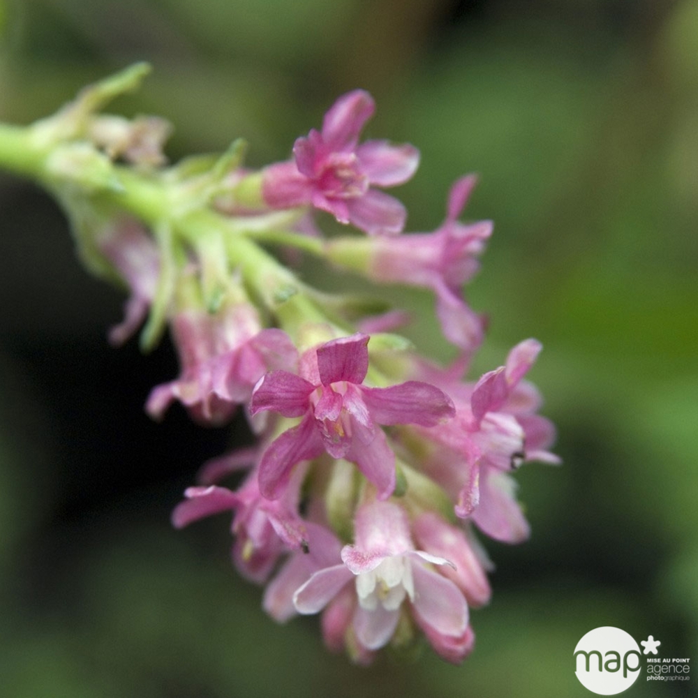 Ribes sanguineum ' Pulborought Scarlet ' : ctr 4 litres