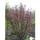 Ribes sanguineum ' Red Bross ' ®  :  ctr 4 litres