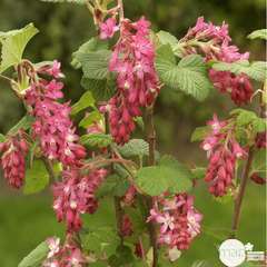 Ribes sanguineum ' Red Bross ' ®  :  ctr 4 litres