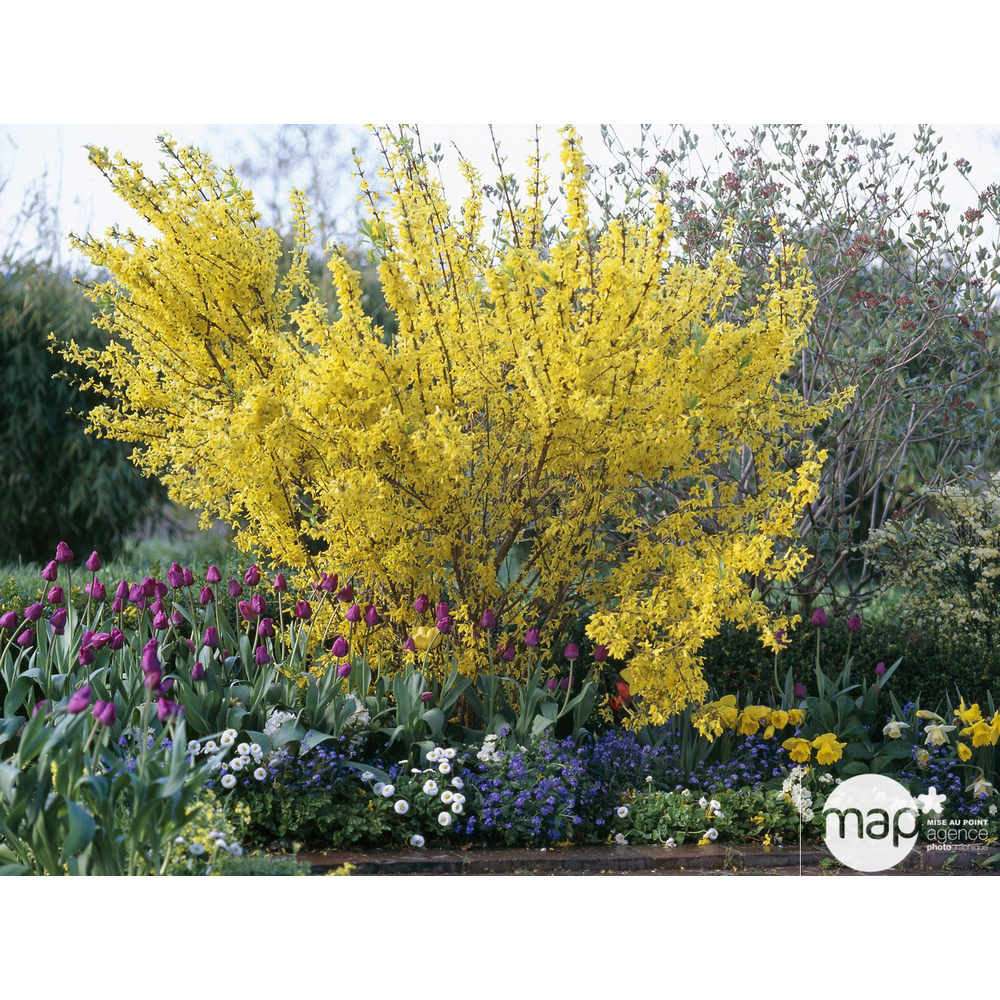 Forsythia x intermedia ' Lynwood ' : ctr 2 litres.