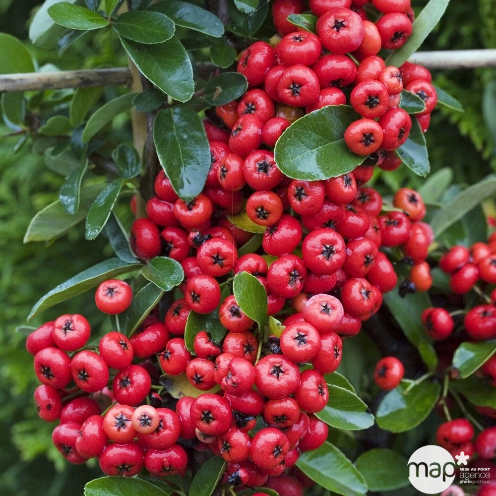 Pyracantha coccinea Saphyr Rouge® 'Cadrou' c.o.v. : H100/125cm ctr 7L