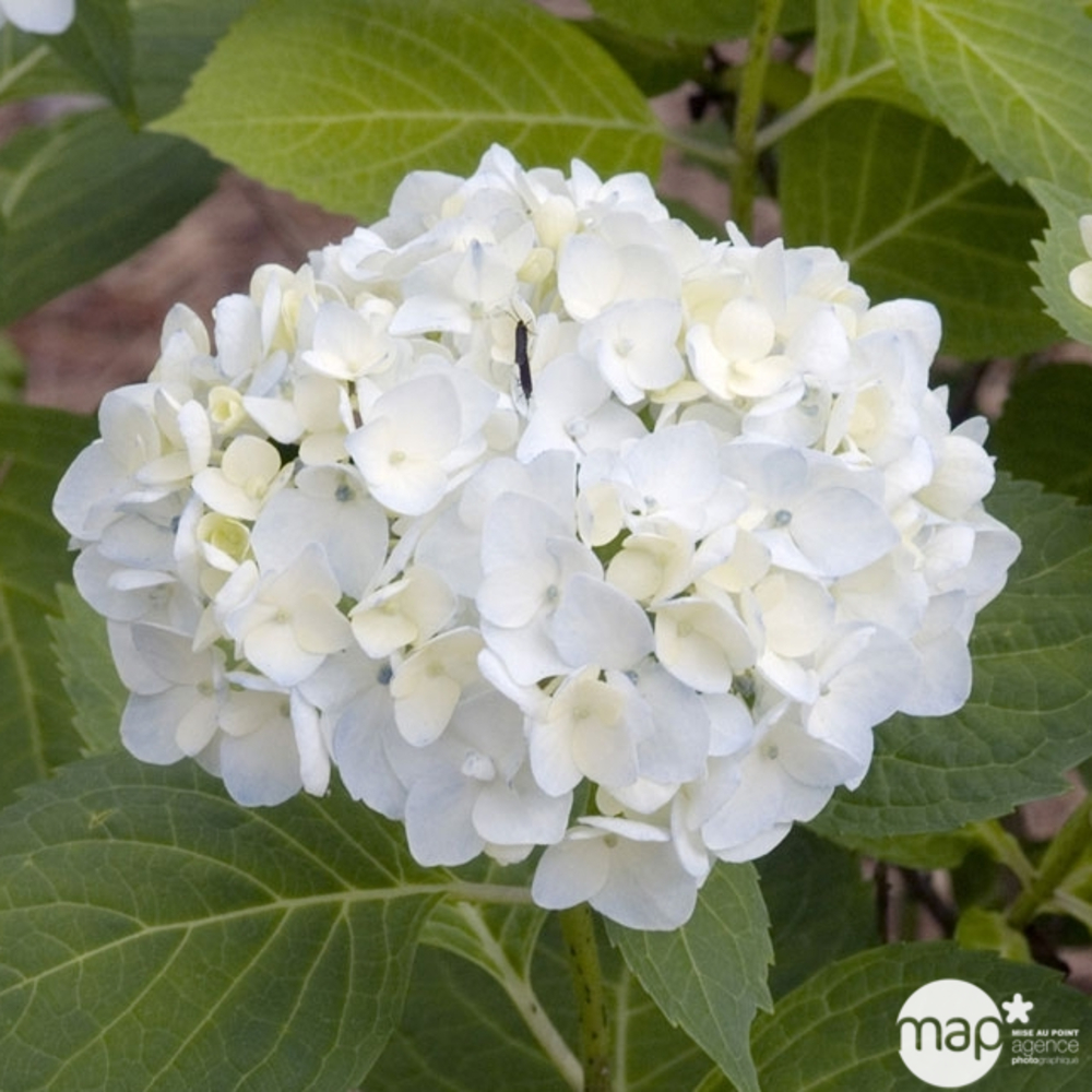 Hydrangea, floraison de coloris variable : pot 5L