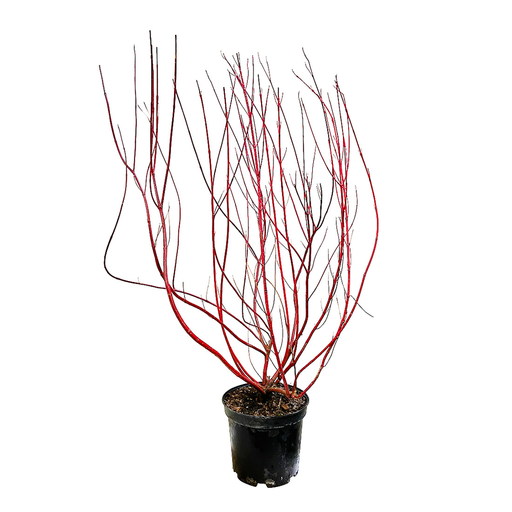 Cornus alba ' baton rouge Â® ': pot 10L