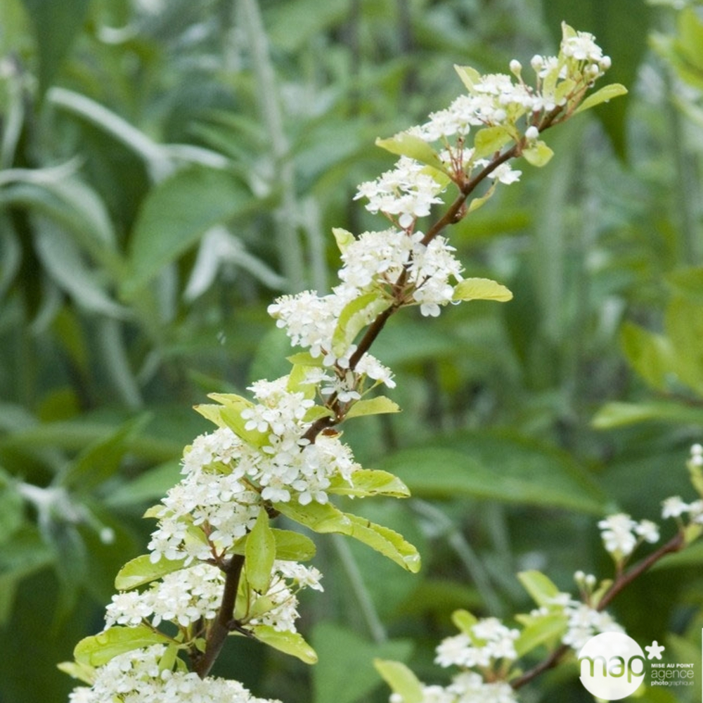 Pyracantha coccinea Saphyr Jaune® 'Cadaume' c.o.v.: H100/125cm ctr 7L