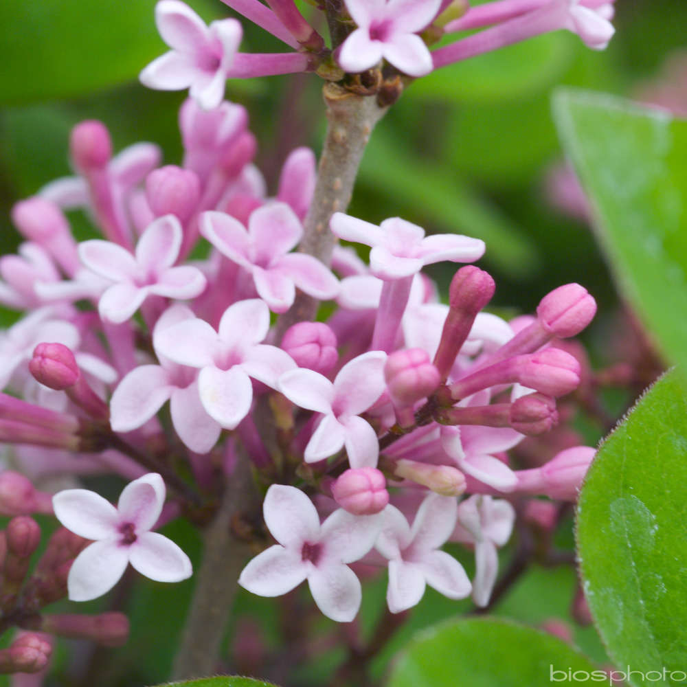 Syringa ' Josée ' : ctr 7 litres