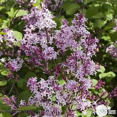 Syringa microphylla ' Red Pixie ': ctr 10 litres