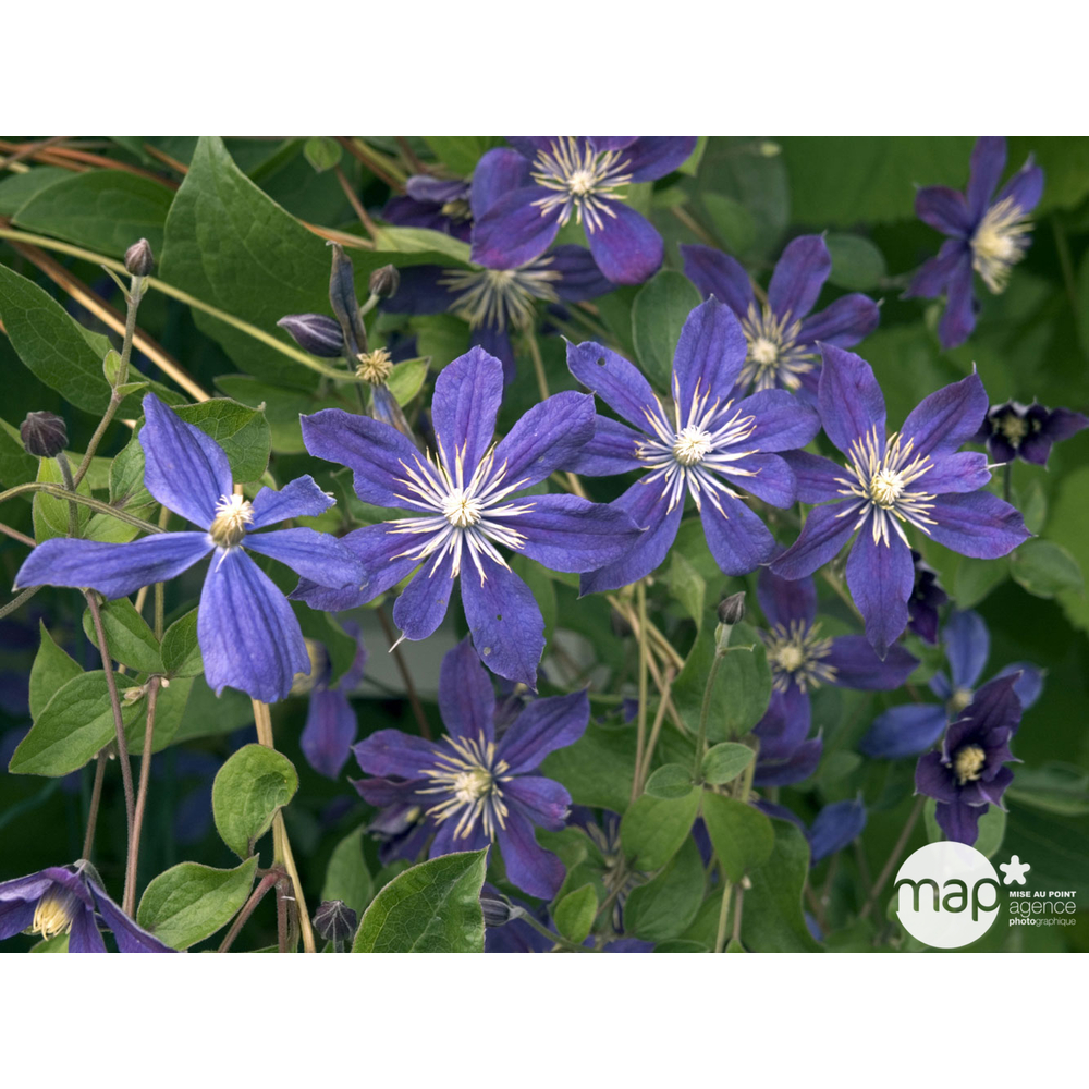 Clematis integrifolia 'Arabella': pot 3L