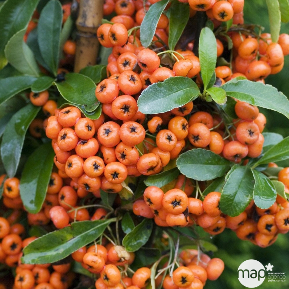 Pyracantha coccinea Saphyr Orange® 'Cadange' c.o.v.: H100/125cm ctr 7L
