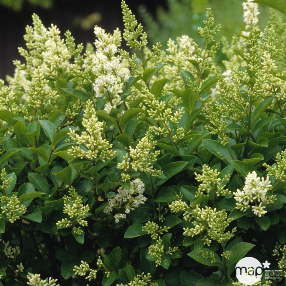 Ligustrum japonicum : H 40/60 cm ctr 4 litres