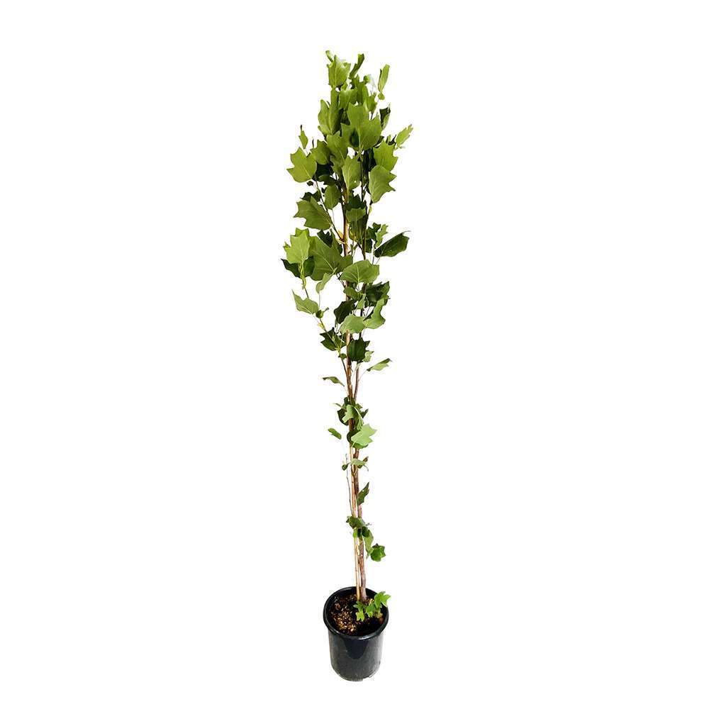 Liriodendron tulipifera: pot 15L