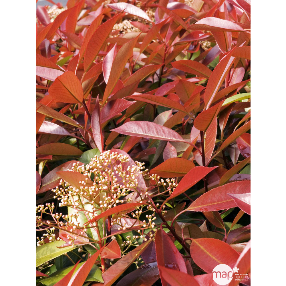Photinia x fraseri ' Red Robin ' : H 60/80 cm ctr 5 litres