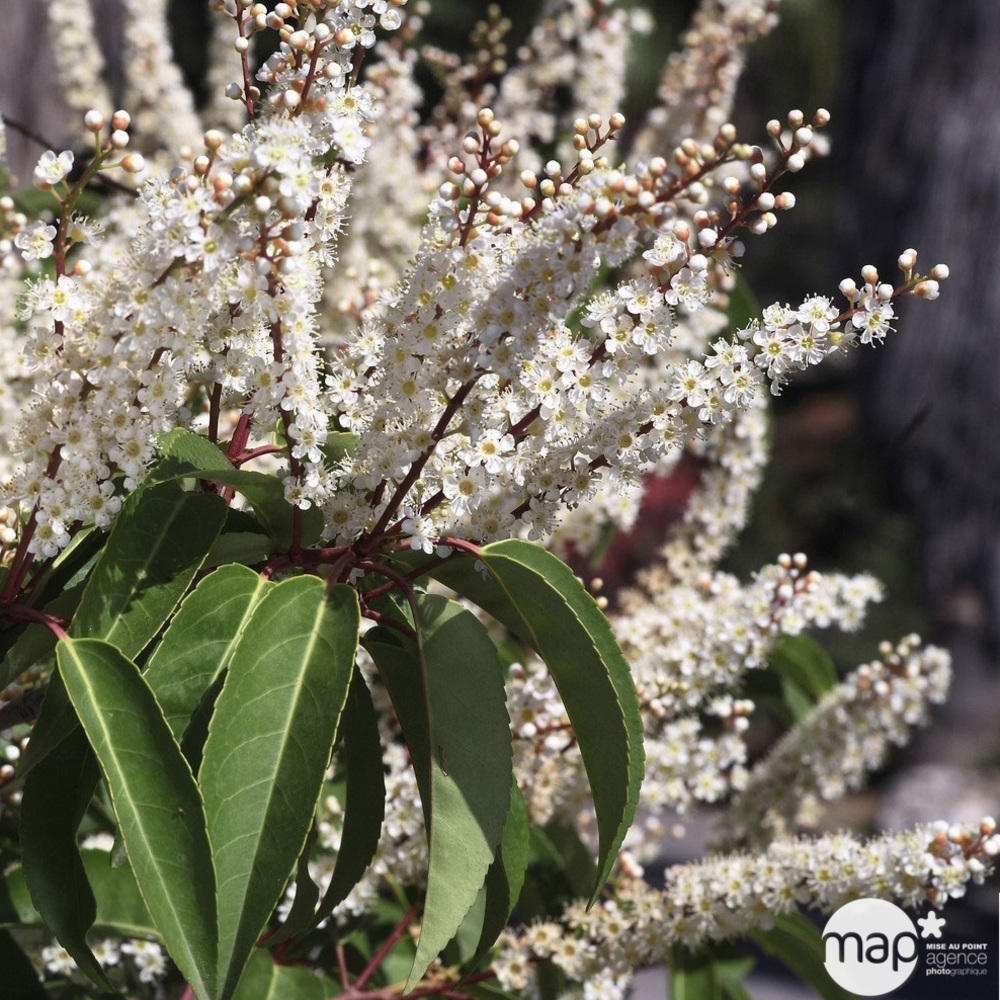 Prunus lusitanica : H 40/60 cm ctr 5 litres