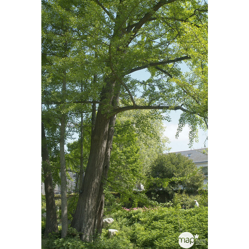Ginkgo biloba ' Fastigiata ' : H 125/150 cm ctr 15 litres.
