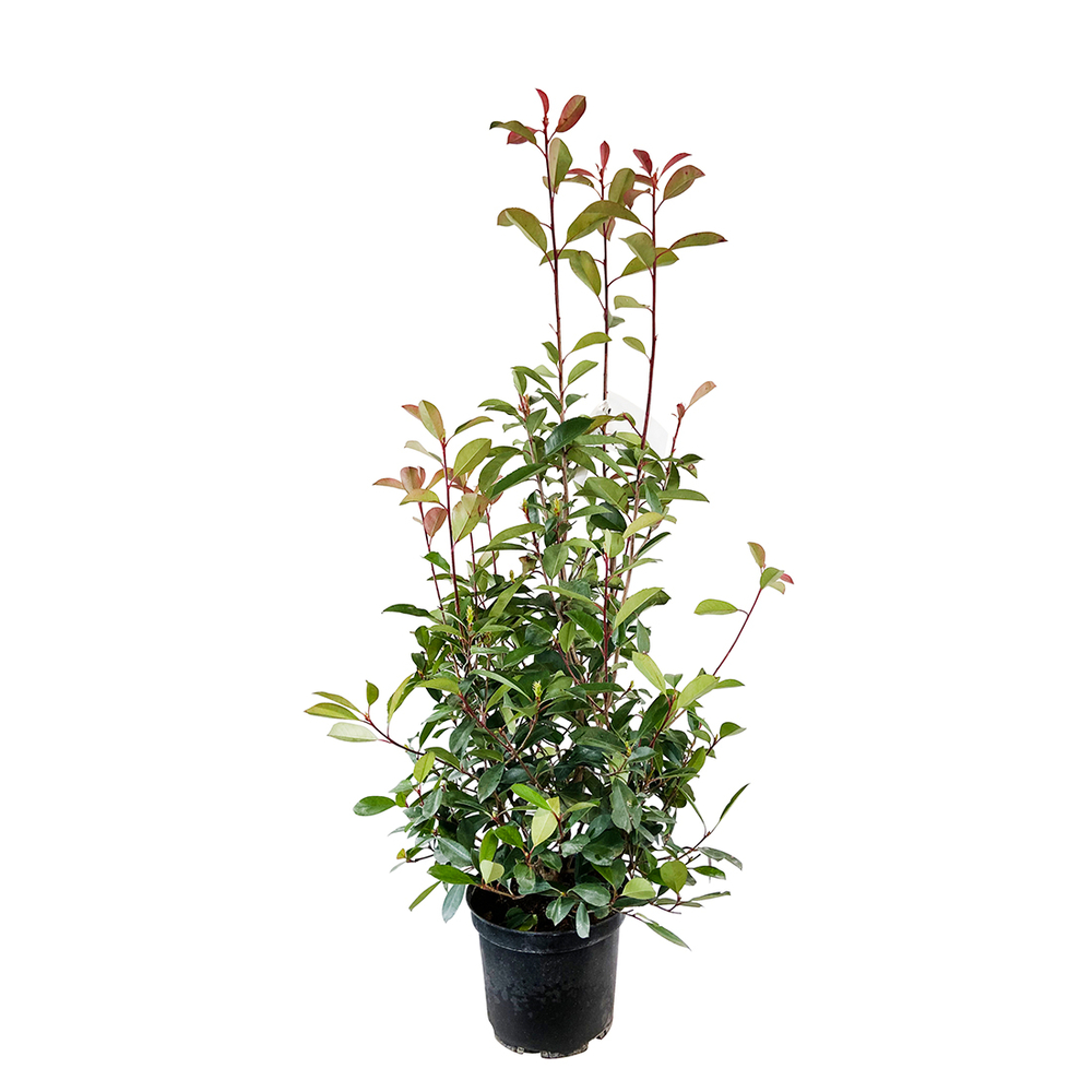 Photinia x fraseri ' Red Robin ' : H 100/125 cm ctr 10 litres