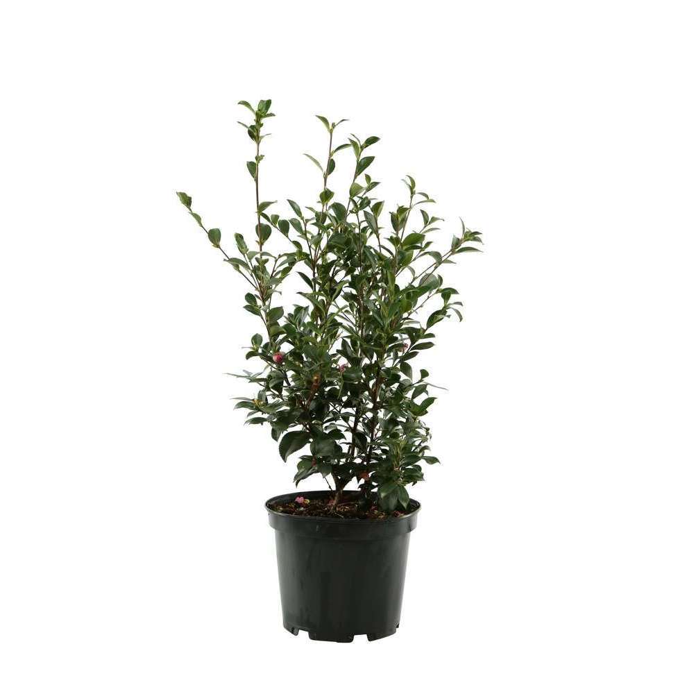 Camellia sasanqua: pot h.60/70cm 7L