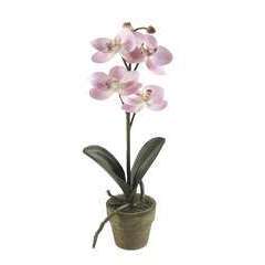 Orchidée mini, rose H. 25 cm, en pot