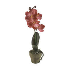 Orchidée mini, lilas foncé H. 25 cm, en pot