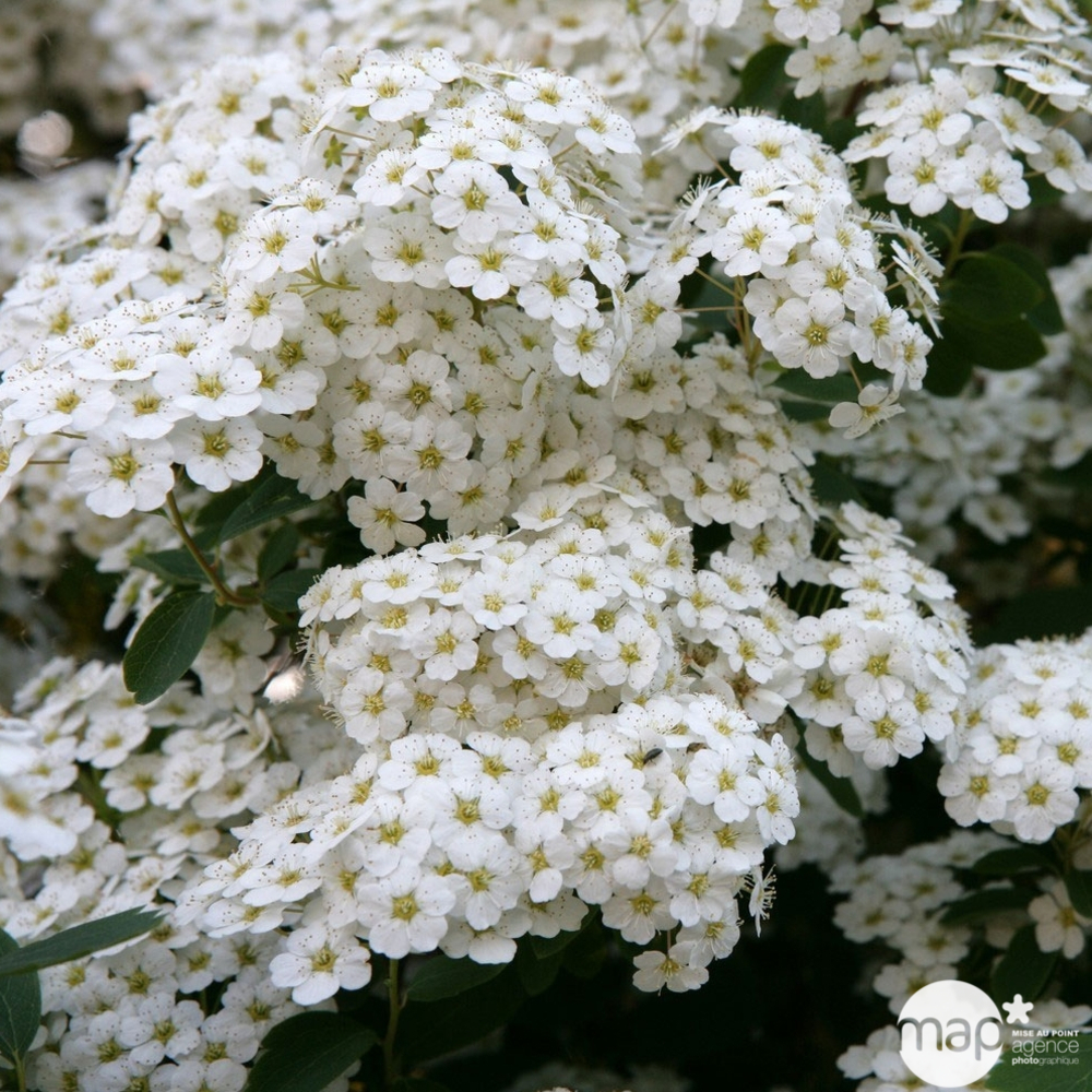 Spiraea x vanhouttei : H 40/60 cm ctr 3 litres