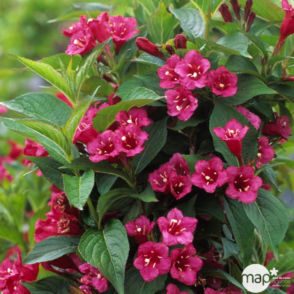 Weigela x ' Bristol Ruby ' : ctr 4 litres