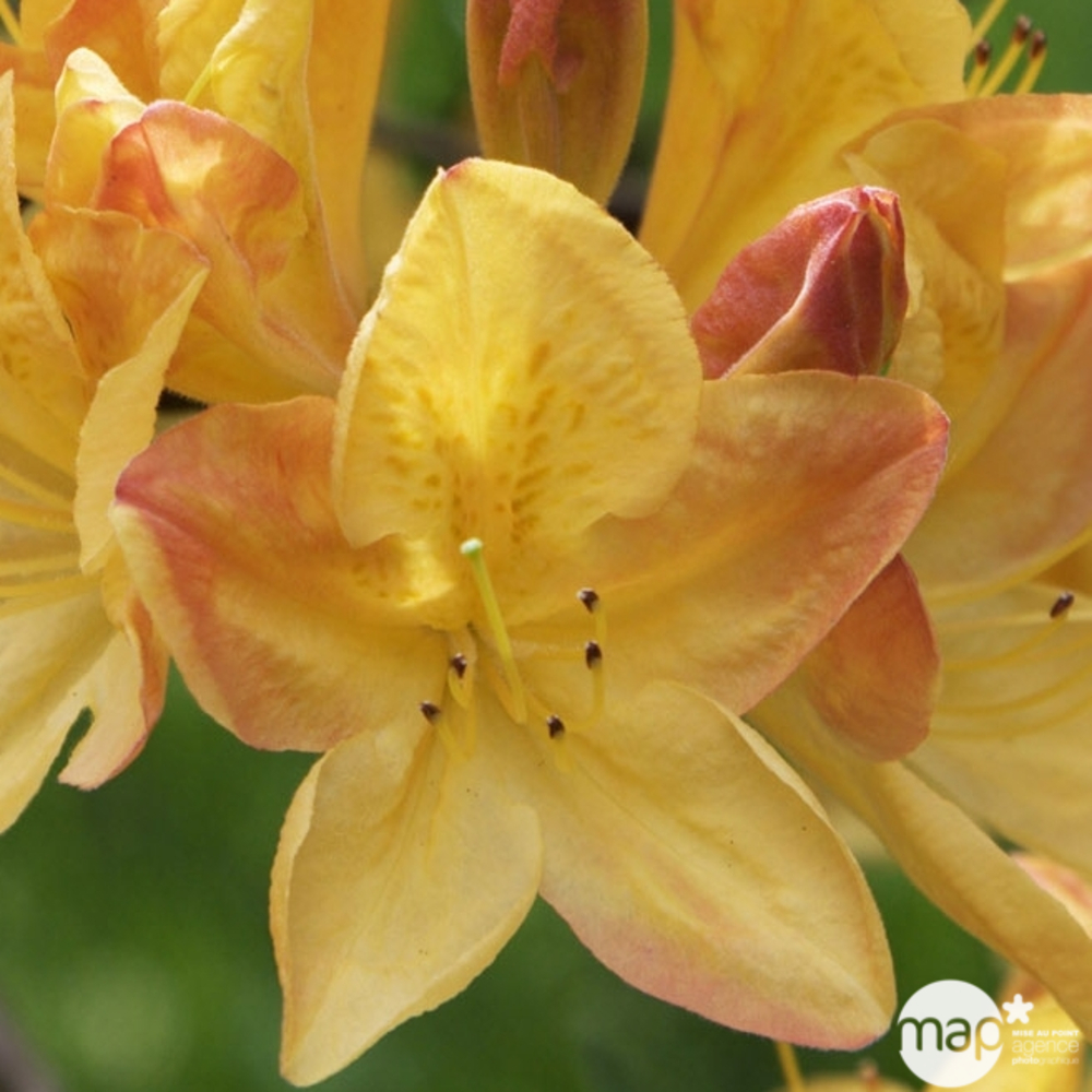 Azalea mollis : arbuste, ctr 5L, 50/60 cm