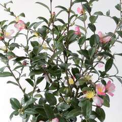 Camellia sasanqua : H 60/70 cm, C7L - Coloris variables