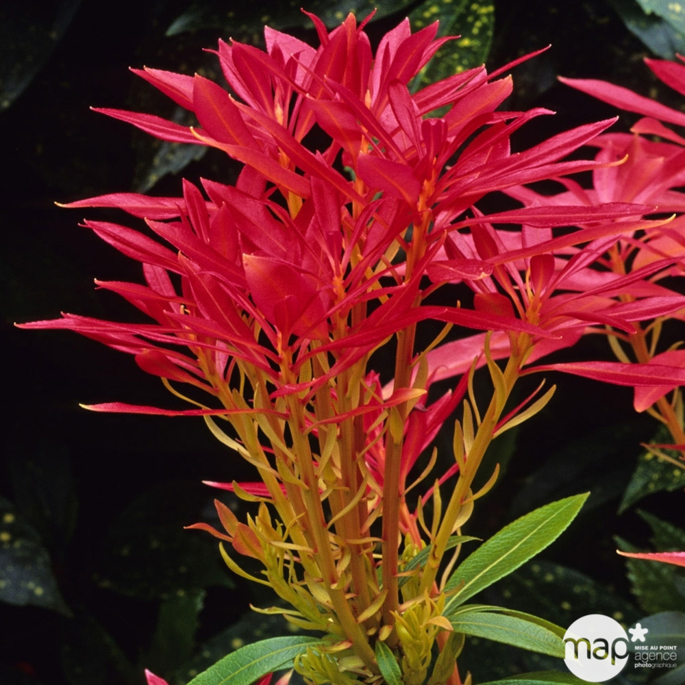 Pieris ' Forest Flame ' : Conteneur de 7,5 litres Hauteur 40/50 cm