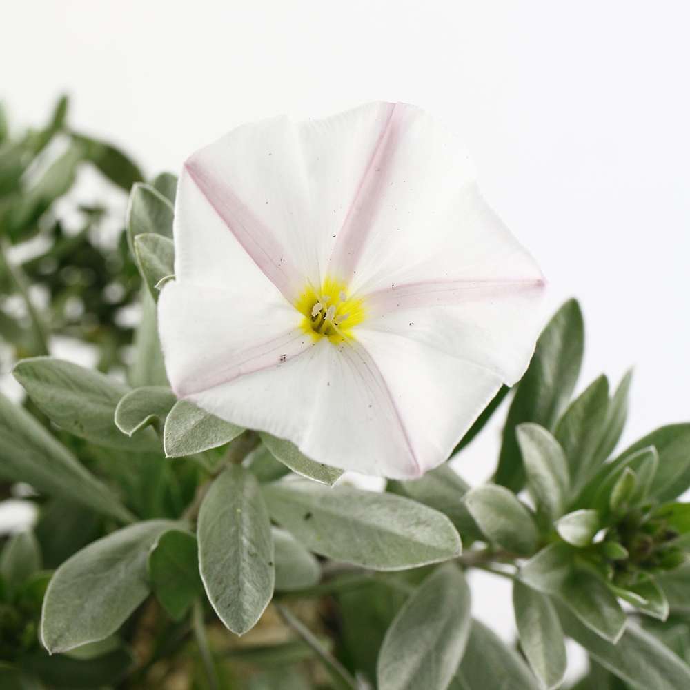 Convolvulus : C 4L Deco