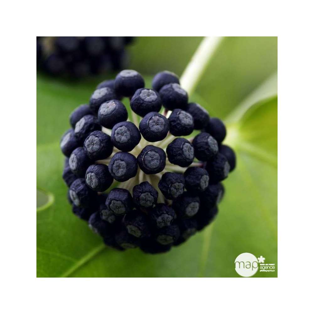 Fatsia japonica :hauteur 30/40 cm conteneur 3 litres