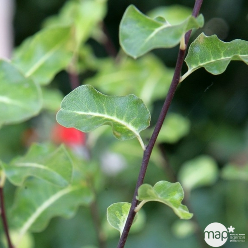 Pittosporum Tenuifolium : ctr 15 litres