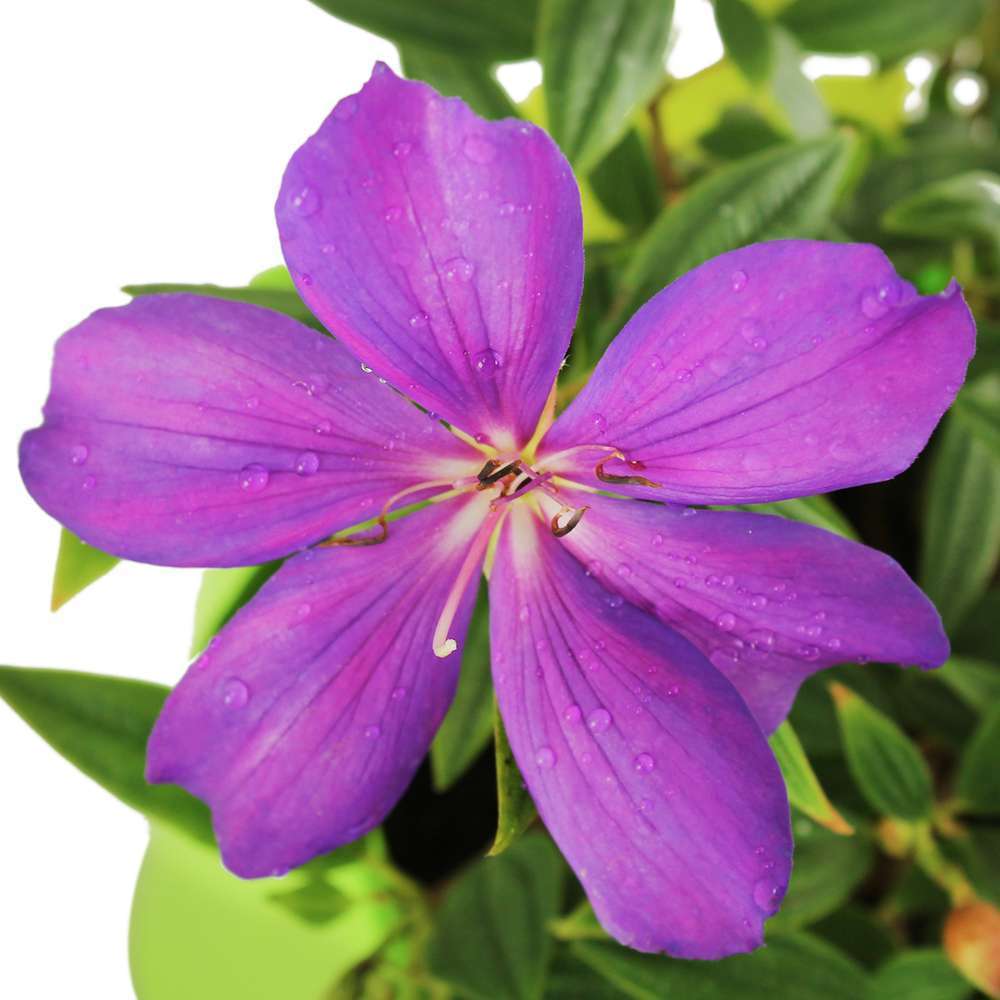 Tibouchina : H90/100cm, D20cm, 4L