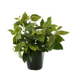 Viburnum plicatum  : H 30/40 cm ctr 3 litres