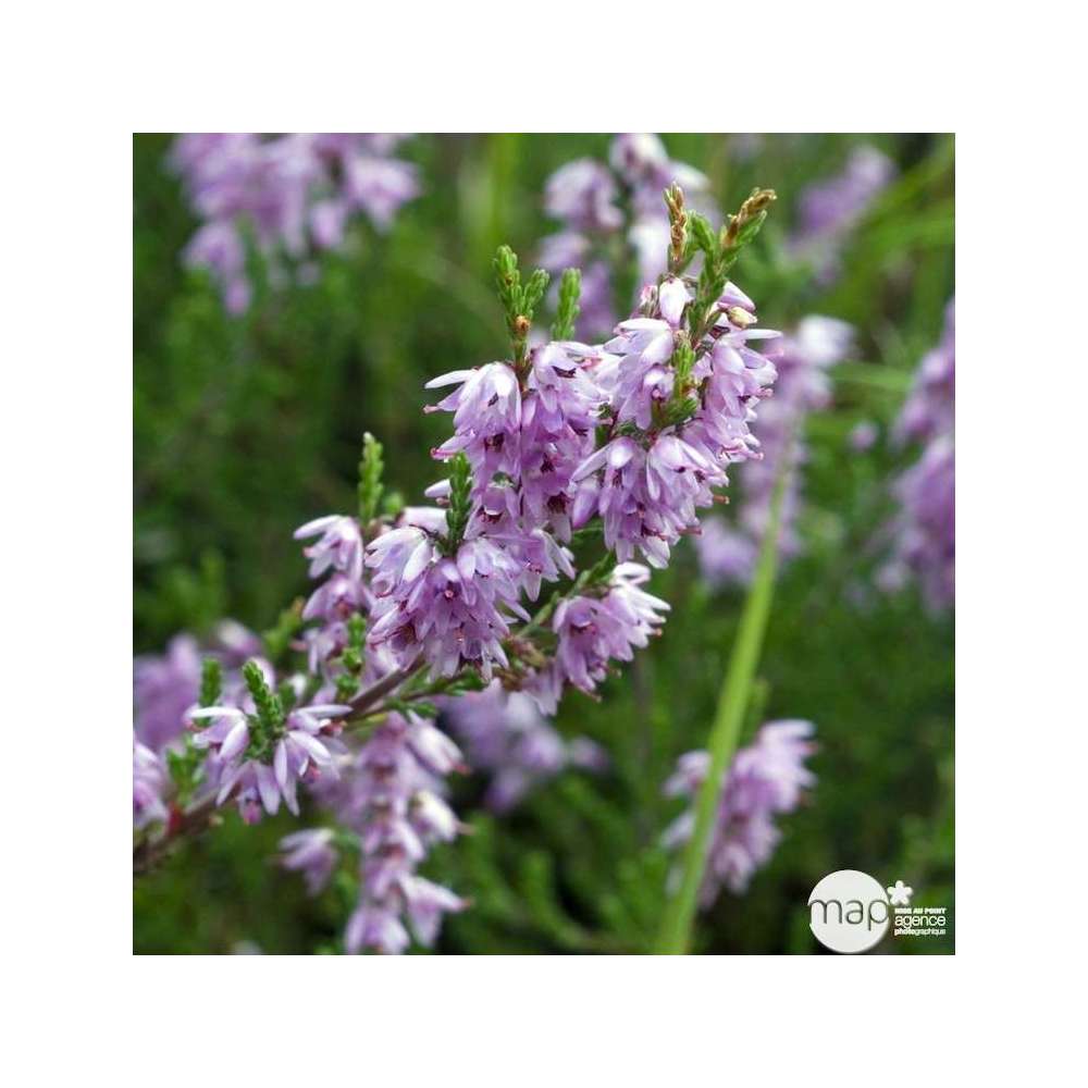 Calluna vulgaris : ctr 3 L, pot décoratif