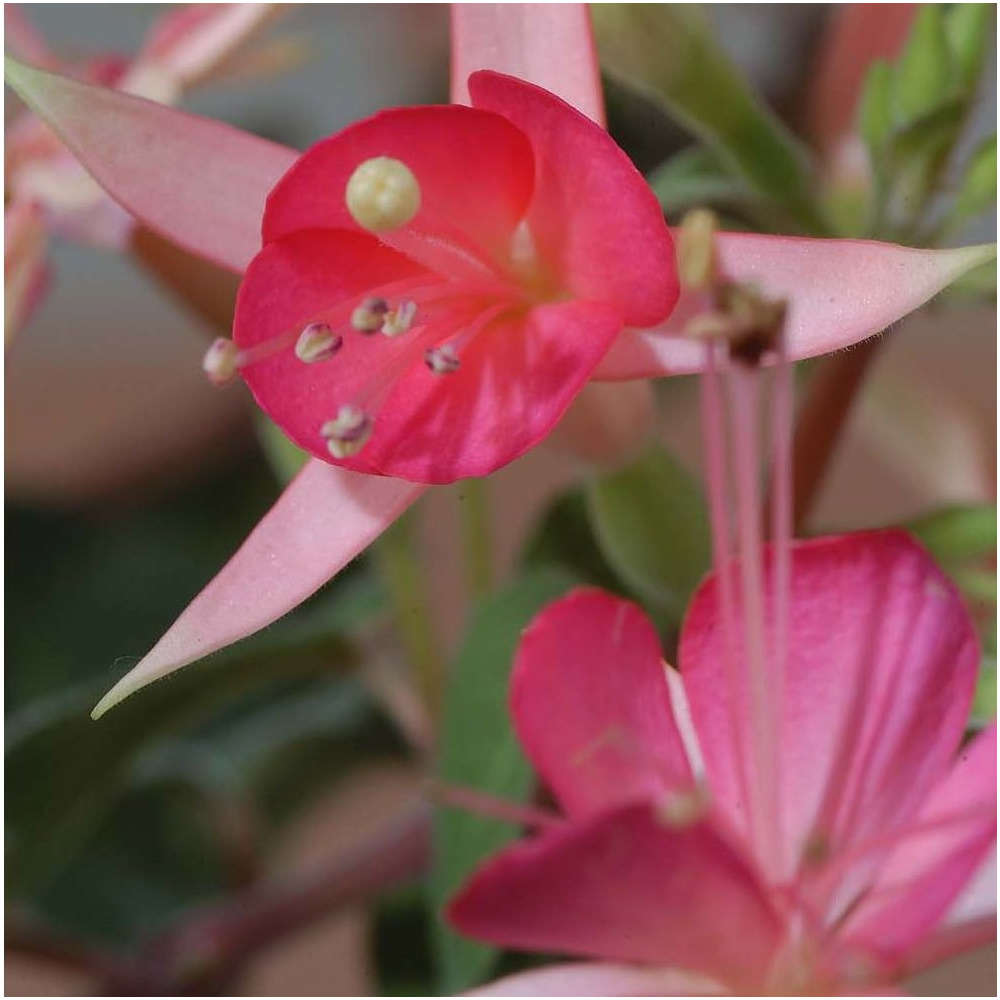 Fuchsia : C 4L déco