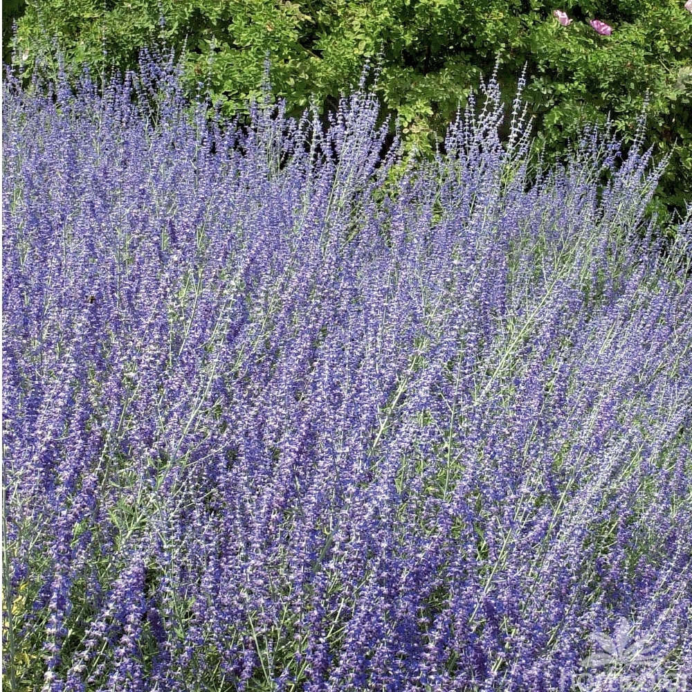 Perovskia atriplicifolia : ctr 5 litres
