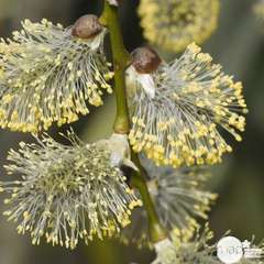 Salix caprea ' Pendula ' :  tige  ctr 7,5 litres