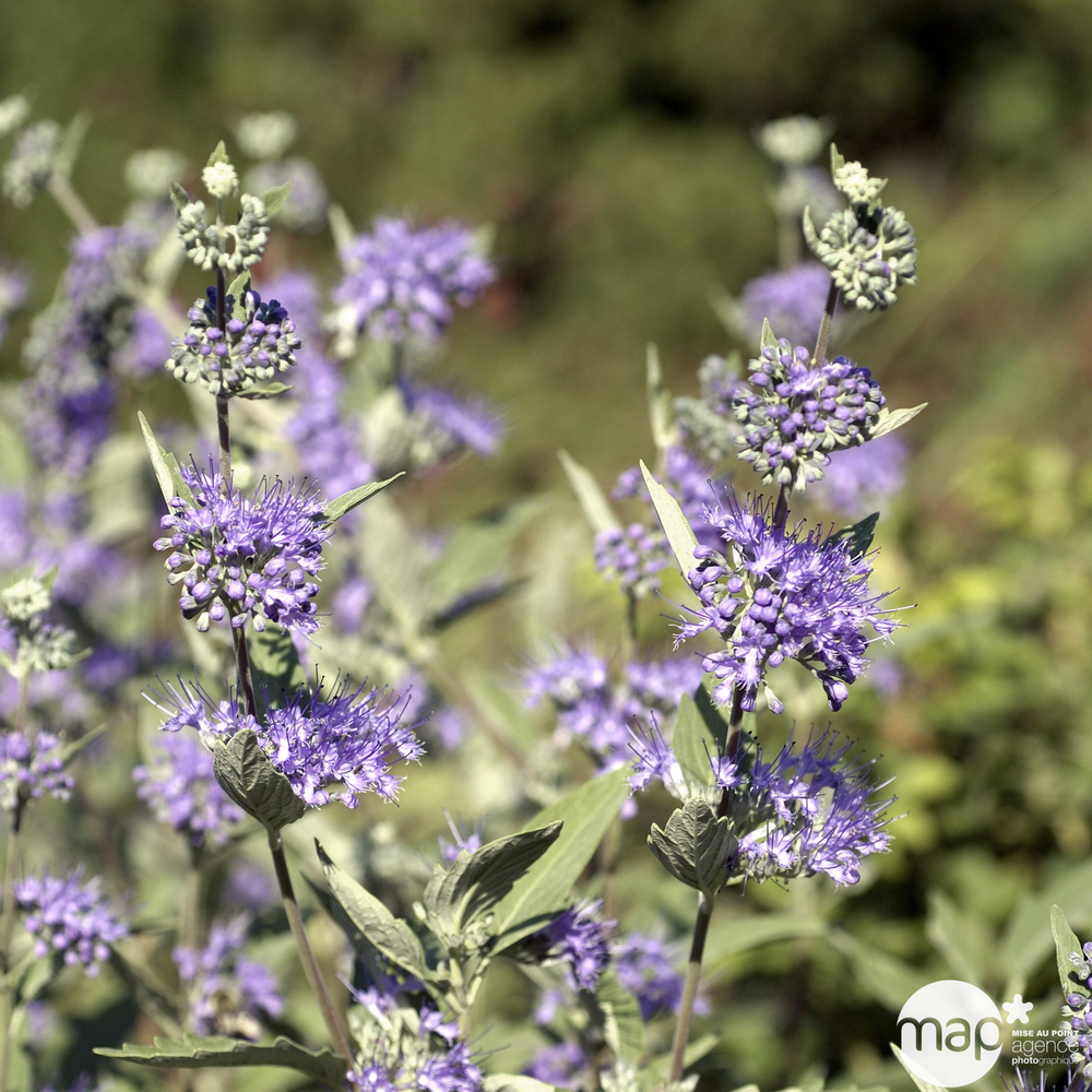 Caryopteris x clandonensis : H. 30/40 cm : ctr 3 litres