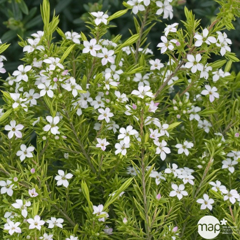 Diosma hirsuta ' Sunset Gold ' : ctr 3 litres