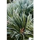 Pinus nigra Pierrick Bregeon, ctr 40L