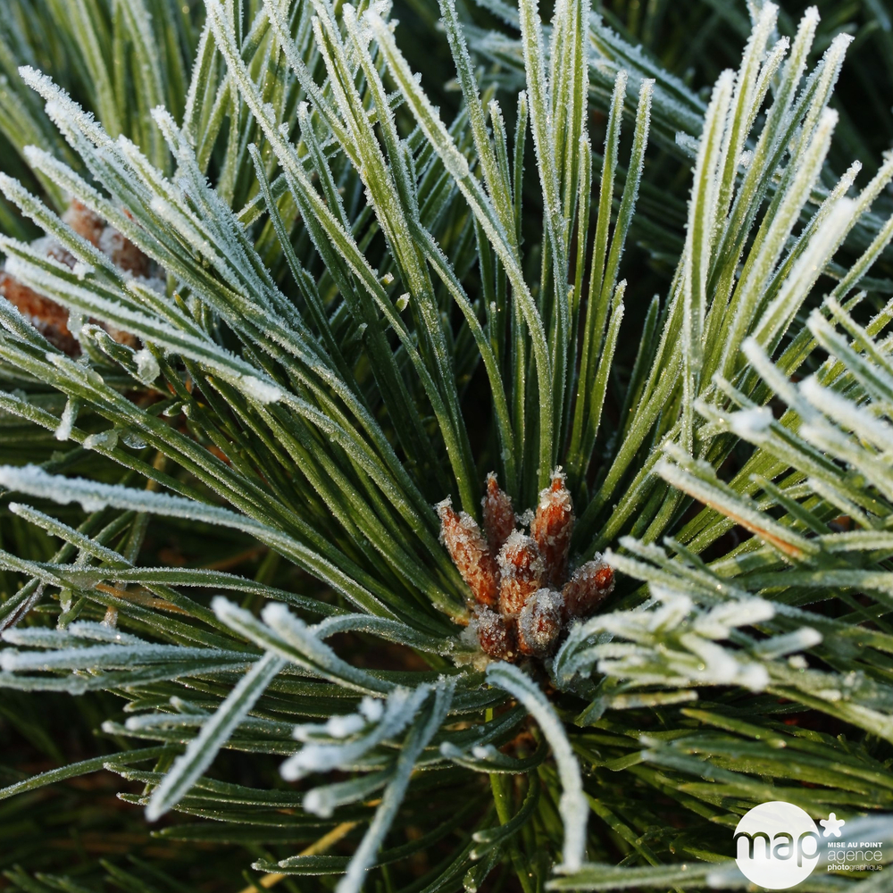 Pinus nigra Pierrick Bregeon : pot 25L - H.50/70cm 