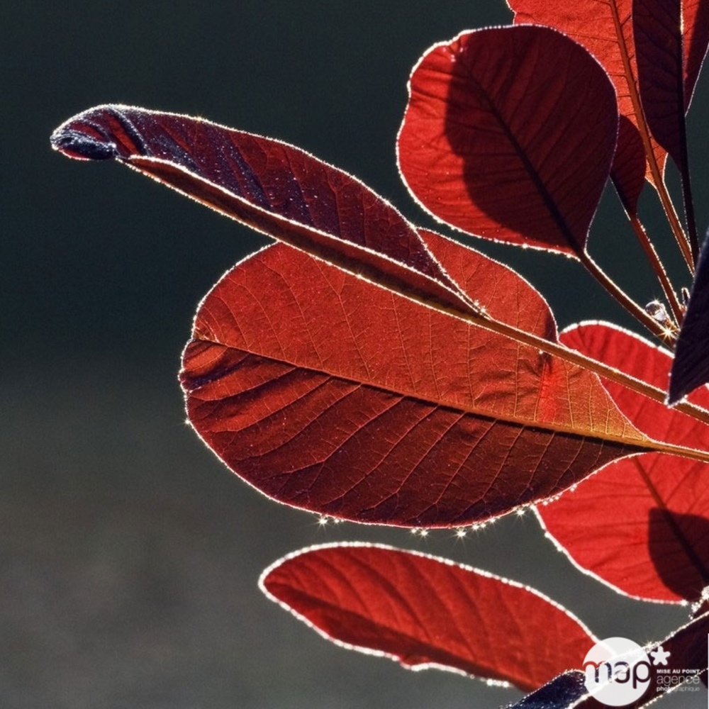 Cotinus x ' Grace ' : touffe conteneur 7 litres