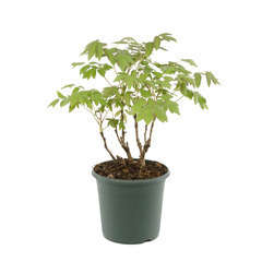 Pivoine arbustive (Paeonia suffruticosa) : pot 6L