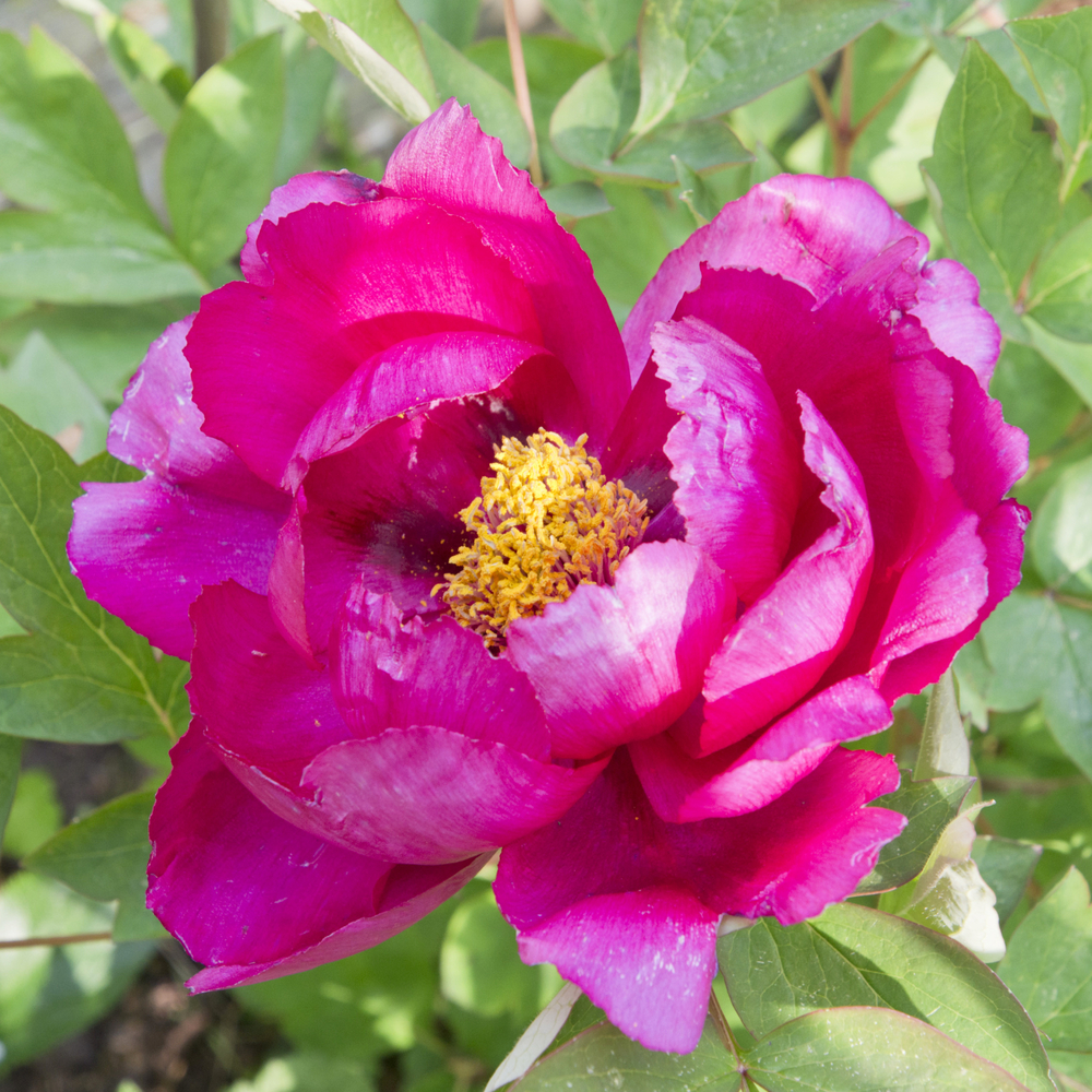 Pivoine arbustive (Paeonia suffruticosa), variétés variables : pot 6L