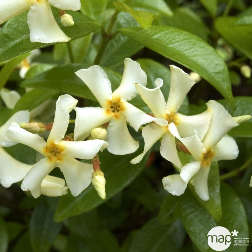 Trachelospermum Jasminoïdes, en touffe : Conteneur 5 Litres