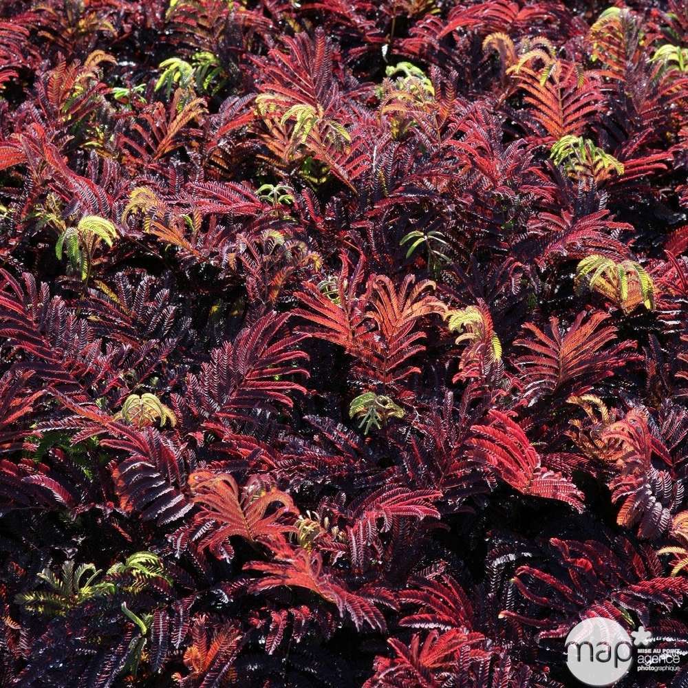 Albizia Julibrissin summer Chocolate :pot 5L