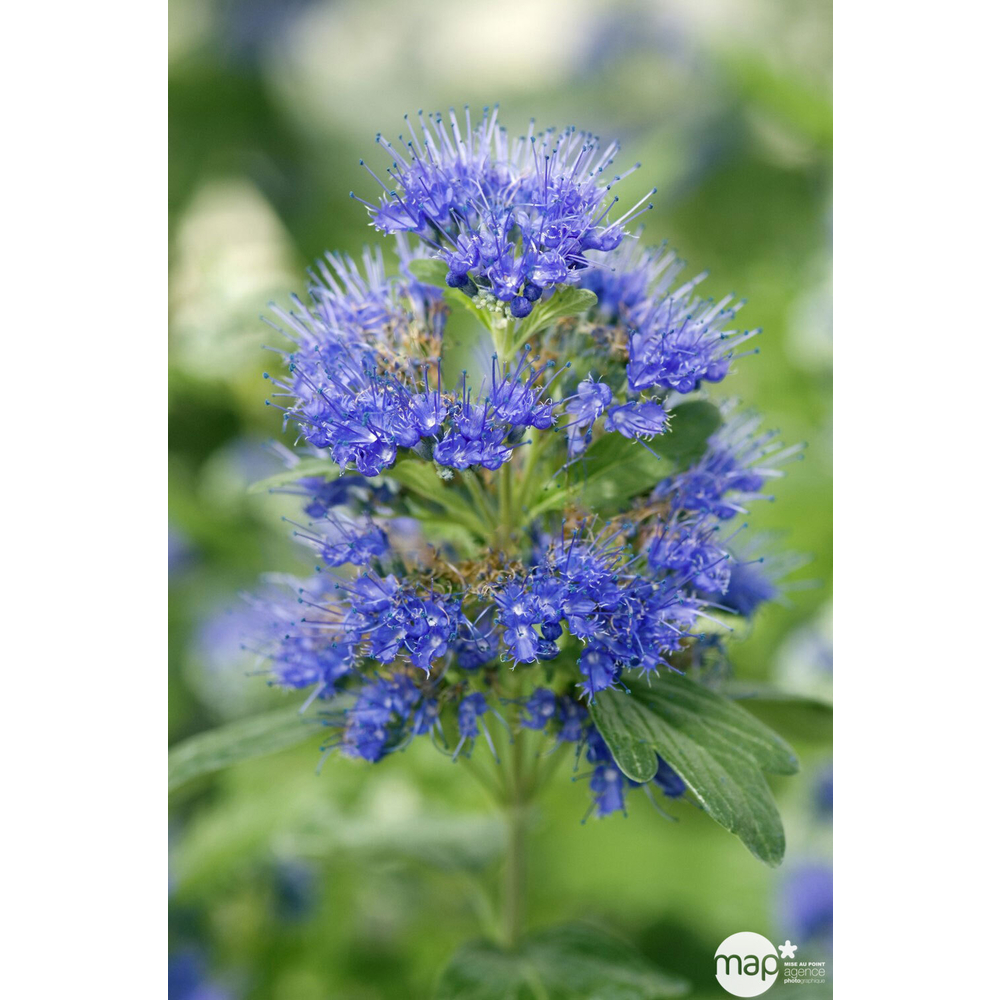 Caryopteris clandonensis 'Grand Bleu' ® : pot de 3 L