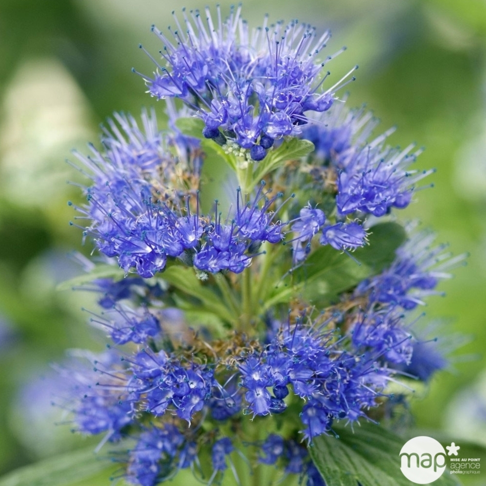 Caryopteris x clandonensis ' Grand Bleu ' ® : ctr 5 litres