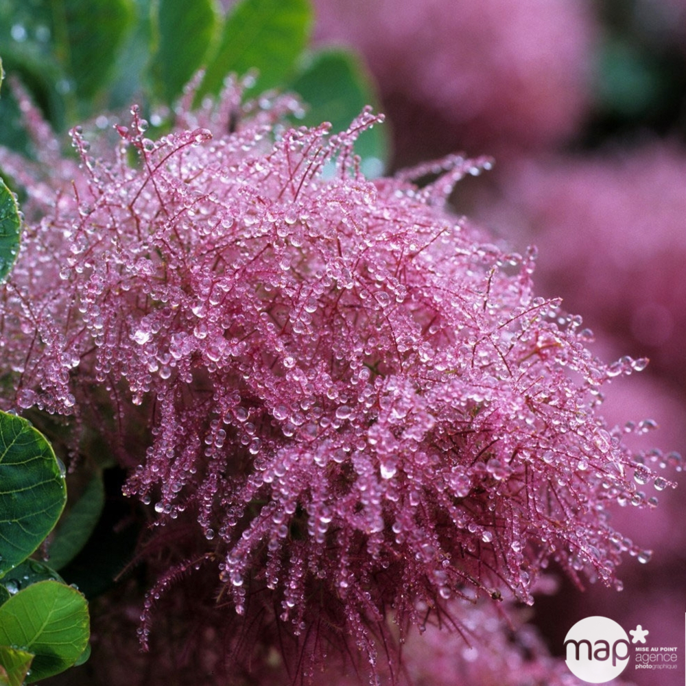 Cotinus coggygria : H 50/60 cm : ctr 5 litres